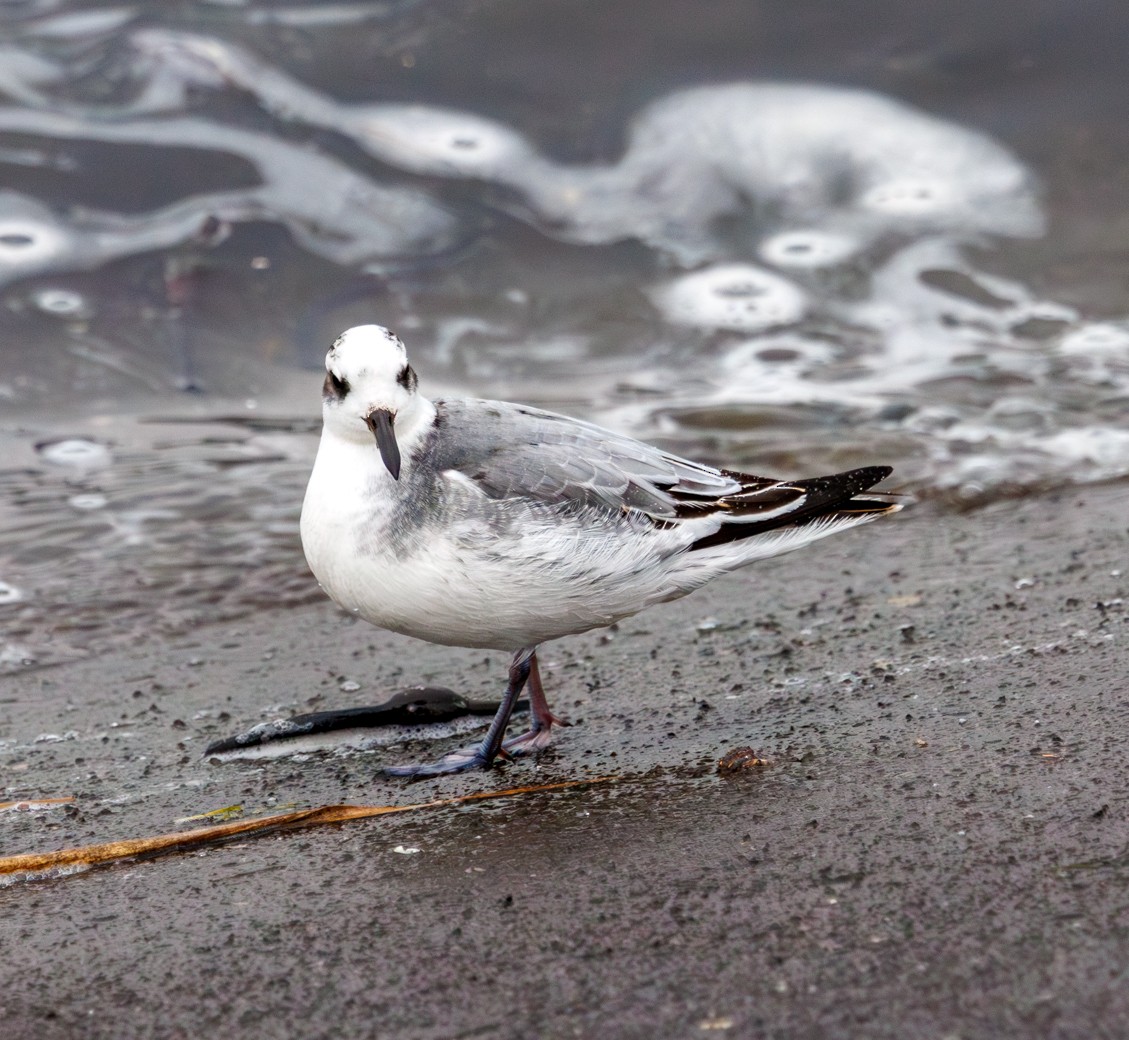 lyskonoh ploskozobý - ML646759084