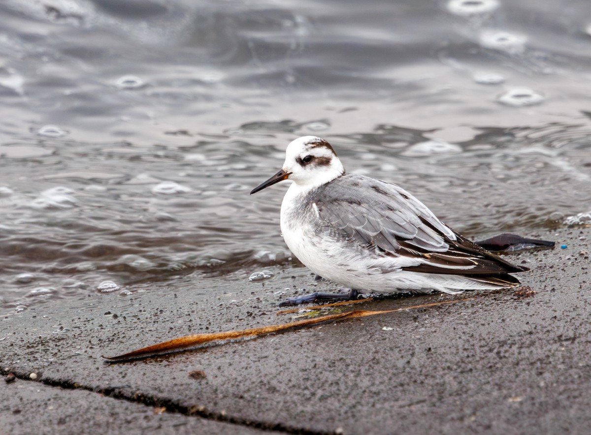 lyskonoh ploskozobý - ML646759085