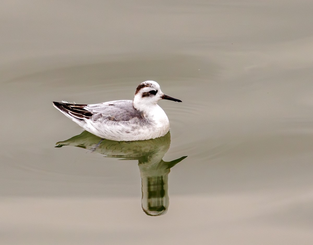 lyskonoh ploskozobý - ML646759086