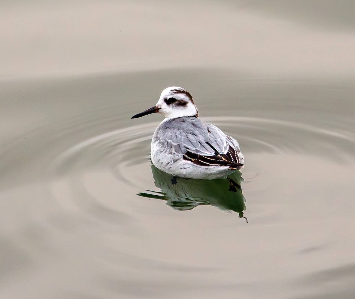 lyskonoh ploskozobý - ML646759087