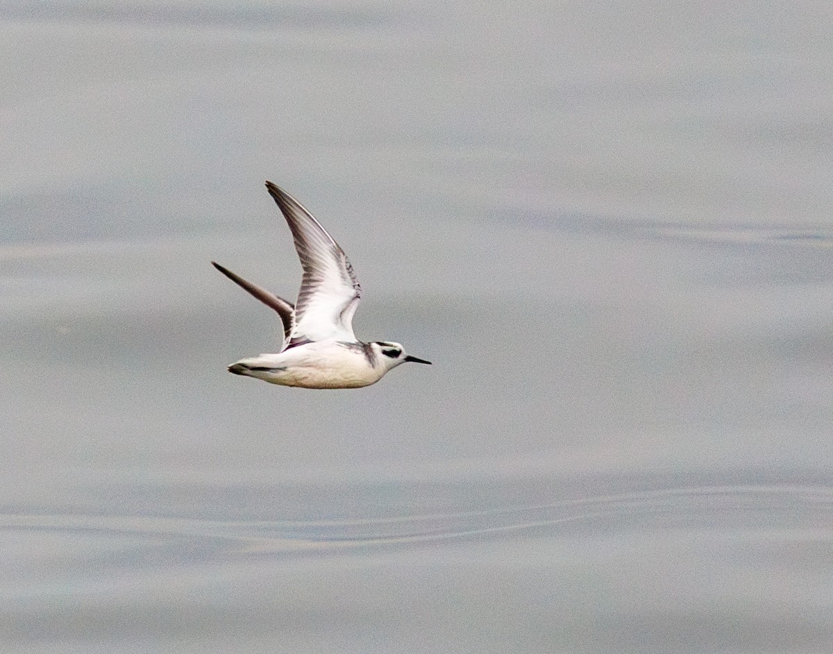 lyskonoh ploskozobý - ML646759088