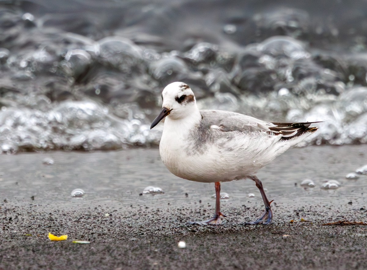 lyskonoh ploskozobý - ML646759089