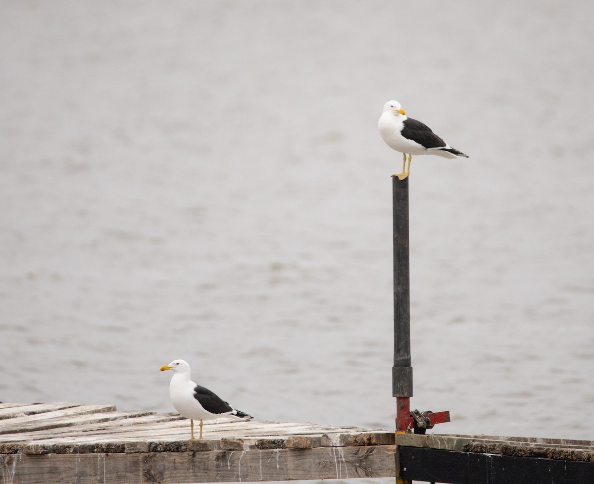 Kelp Gull - ML646759091