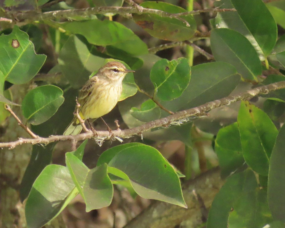 Palmiye Ötleğeni - ML646759094