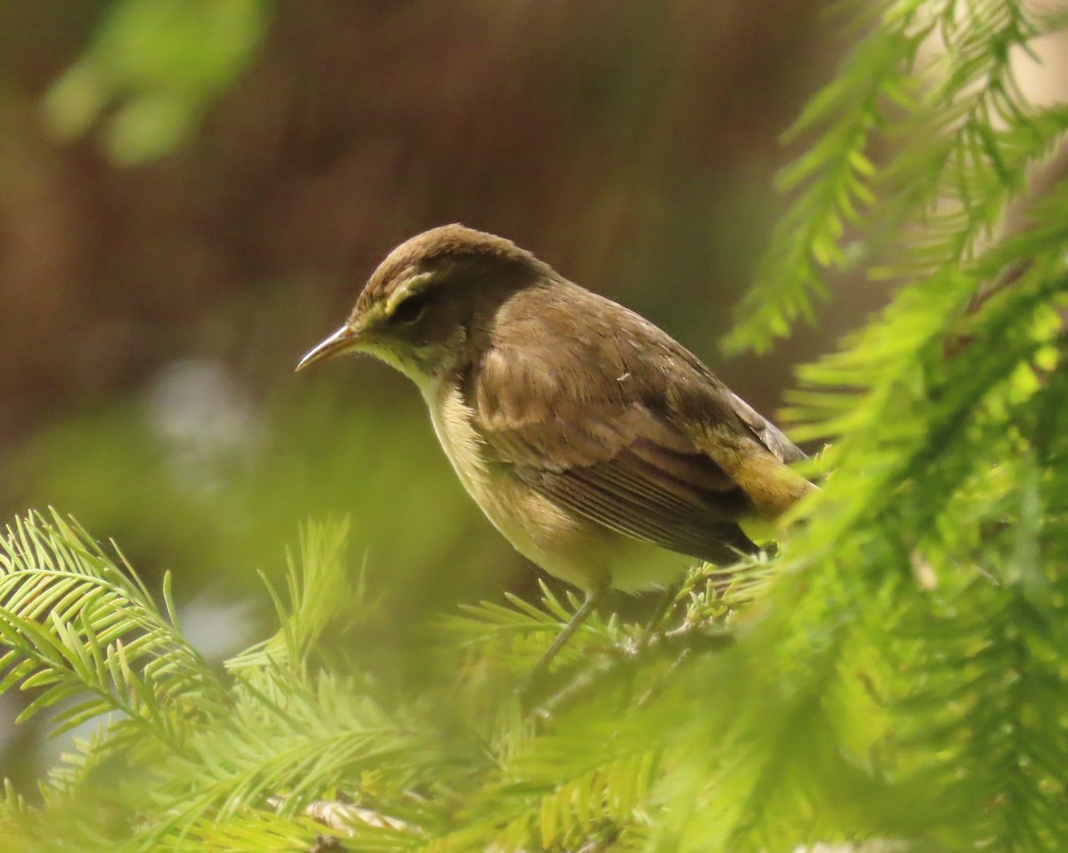 Palmiye Ötleğeni - ML646759095