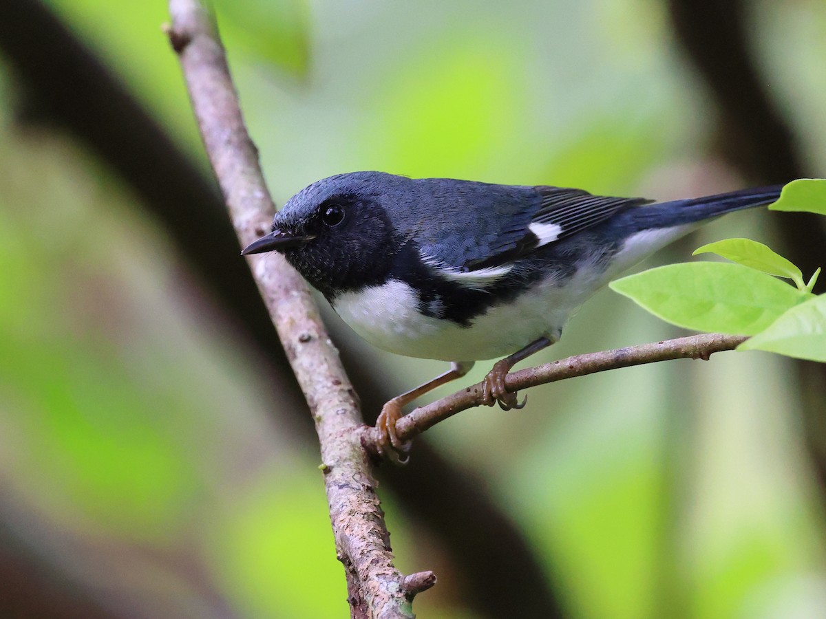 Black-throated Blue Warbler - ML646759096
