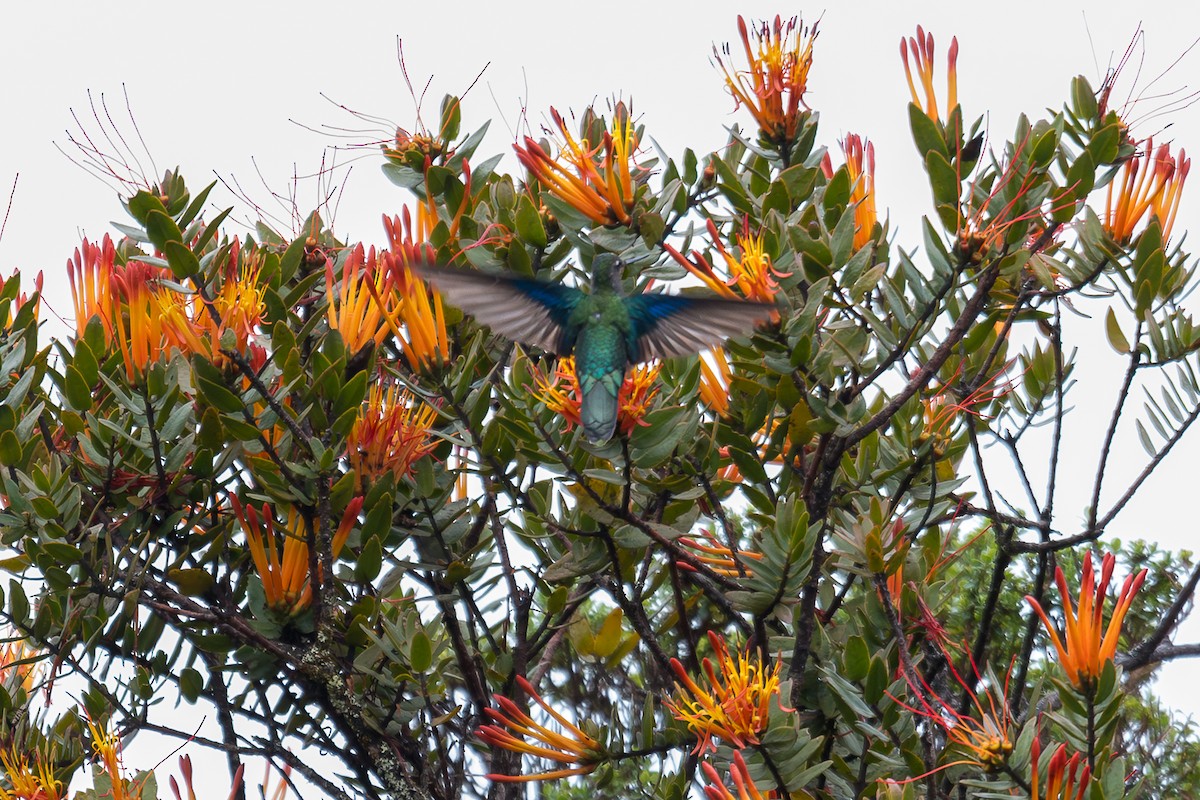 Great Sapphirewing - ML646759097