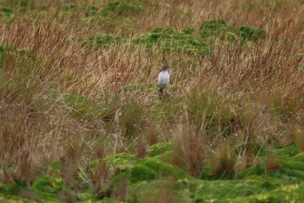 Plain-capped Ground-Tyrant - ML646759098