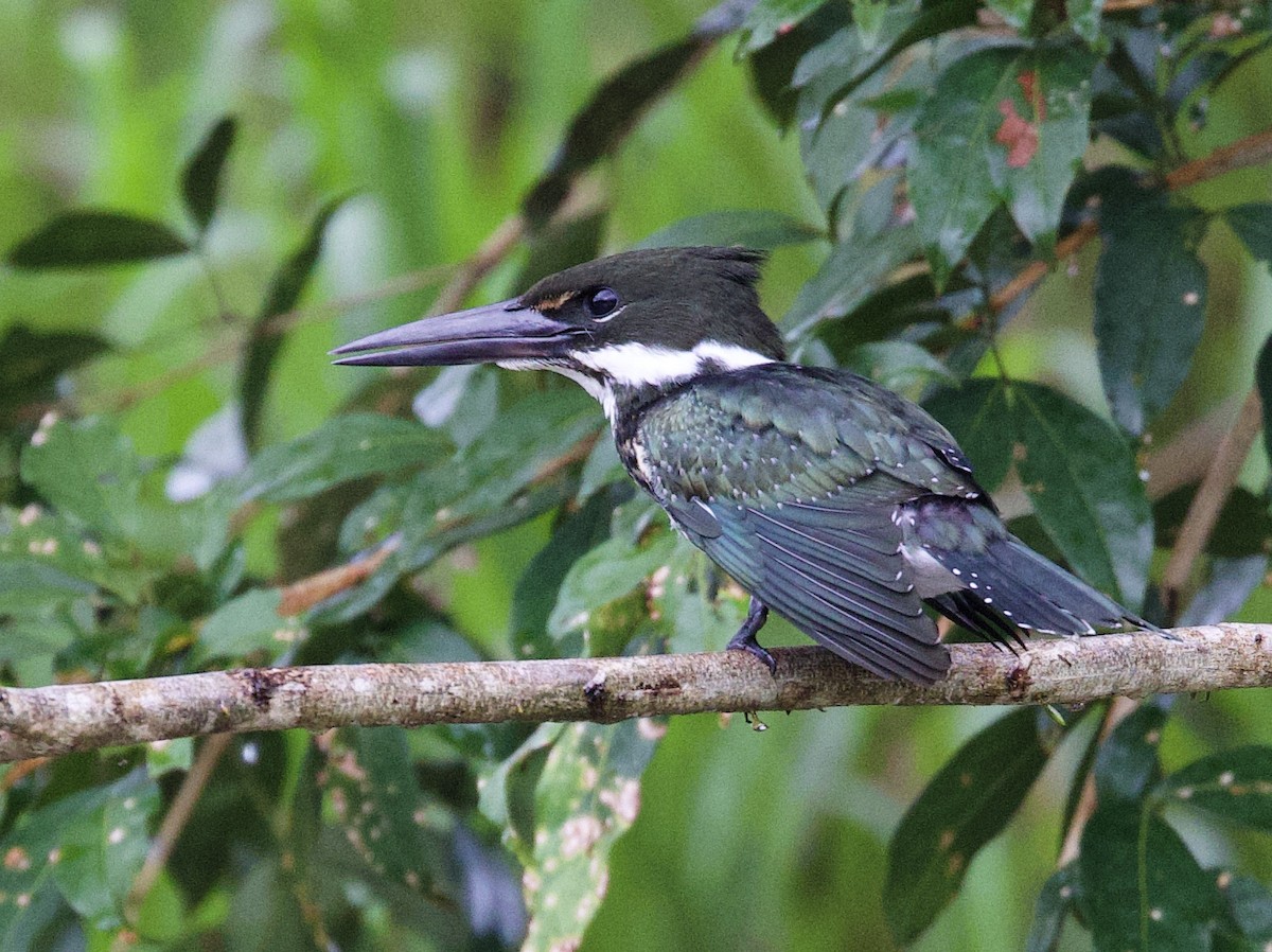 Amazon Kingfisher - ML646759099