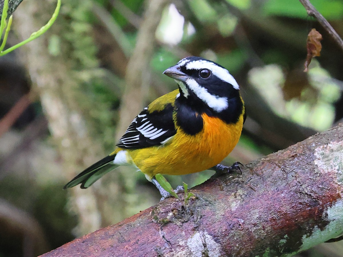 Jamaican Spindalis - ML646759105