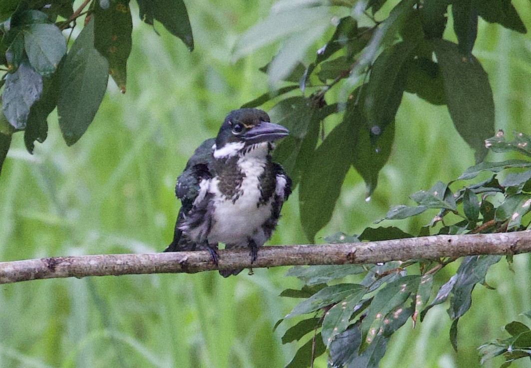 Amazon Kingfisher - ML646759106