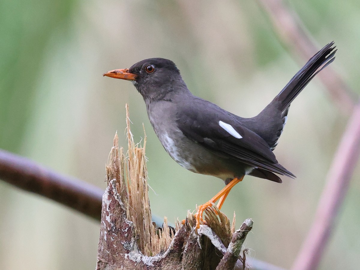 White-chinned Thrush - ML646759107