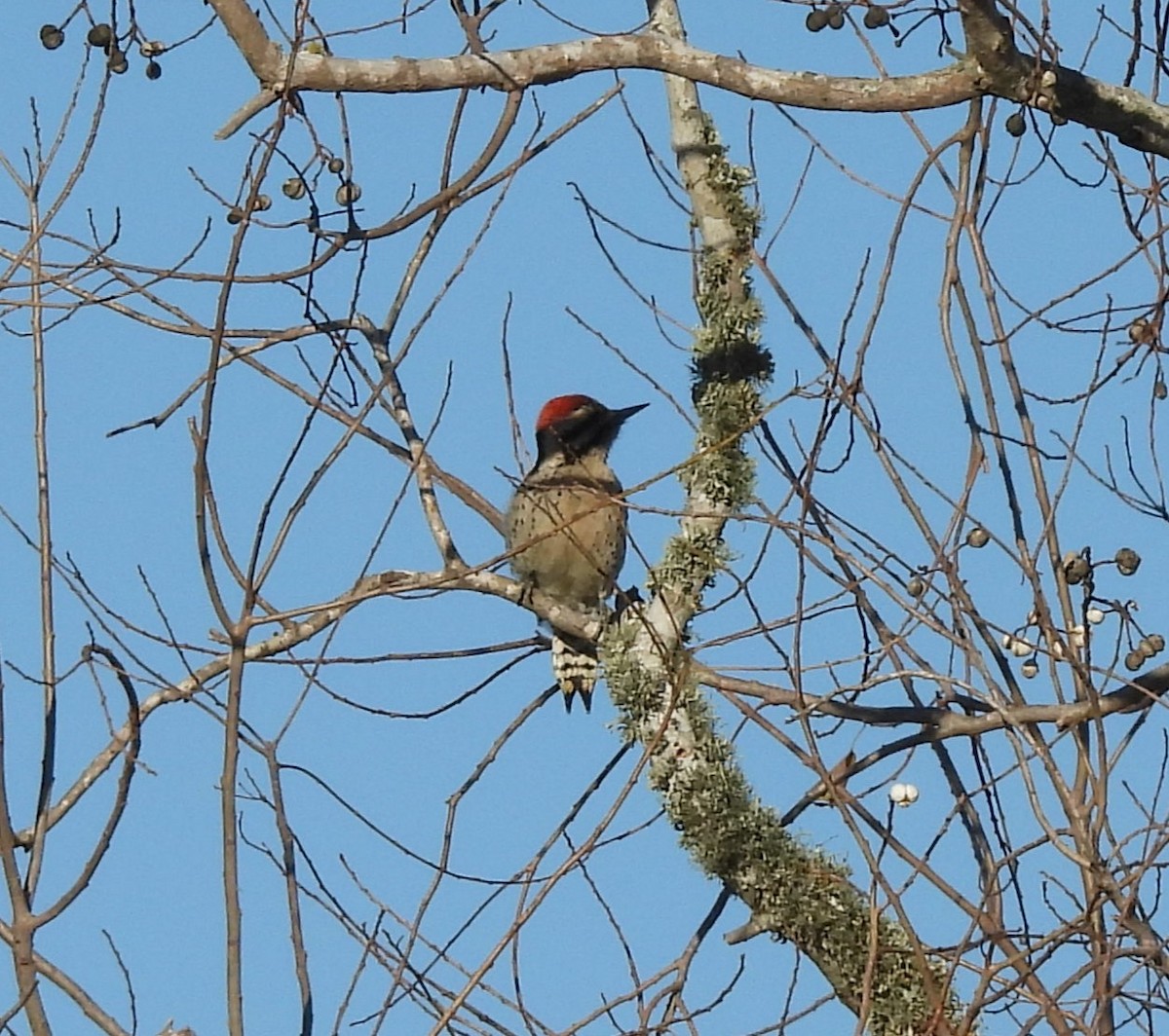 Texasspecht - ML646759109