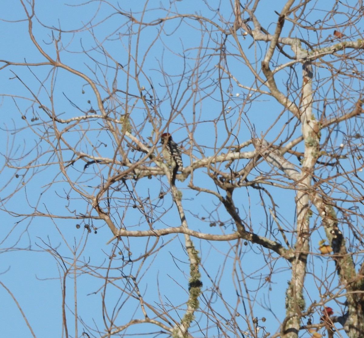 Texasspecht - ML646759113