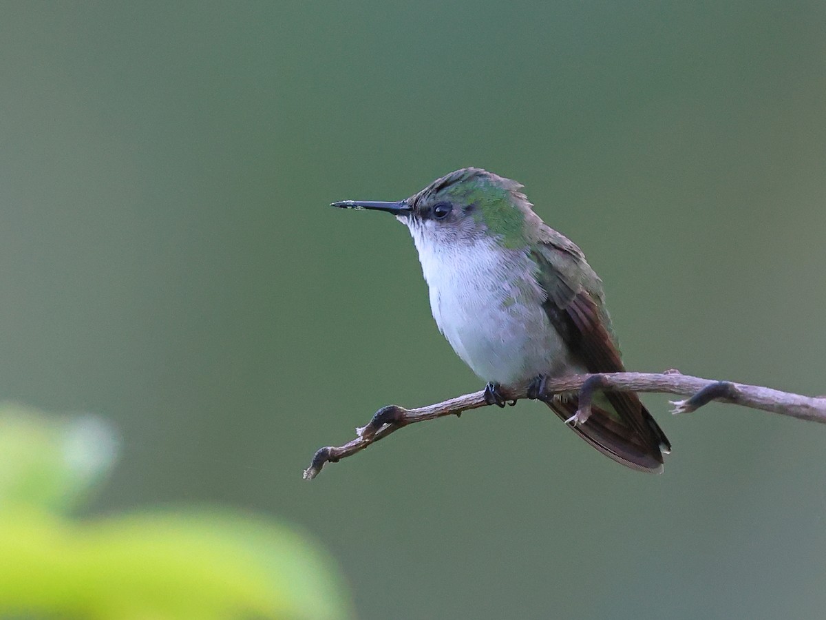 Vervain Hummingbird - ML646759116