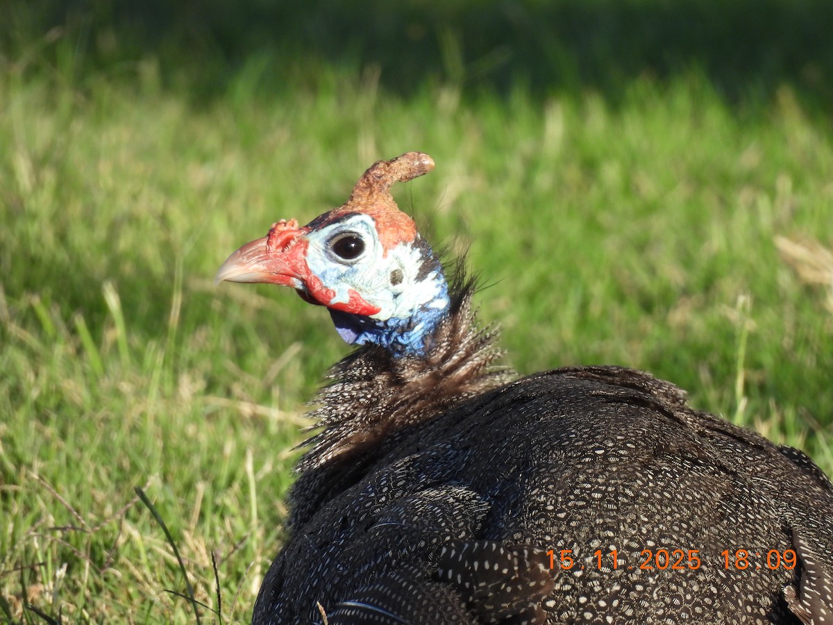 Helmeted Guineafowl - ML646759118