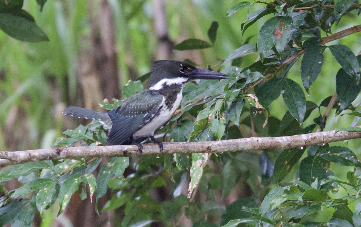 Amazon Kingfisher - ML646759119