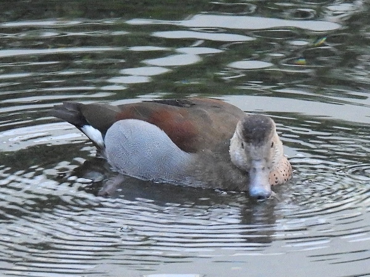 Animals - ML646759120