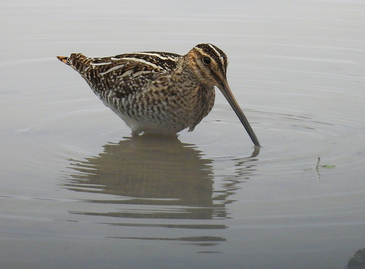 Wilson's Snipe - ML646759121
