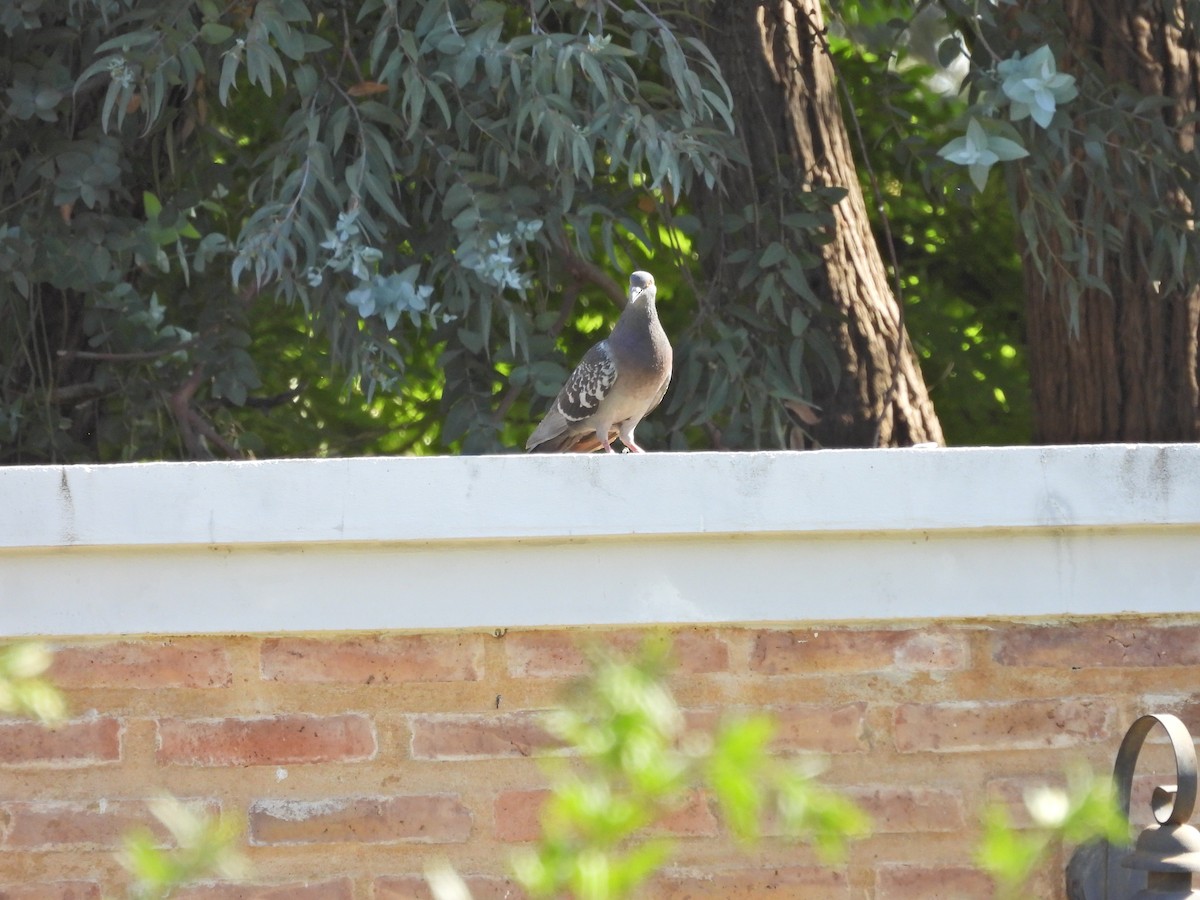 カワラバト（ドバト、家畜型） - ML646759125