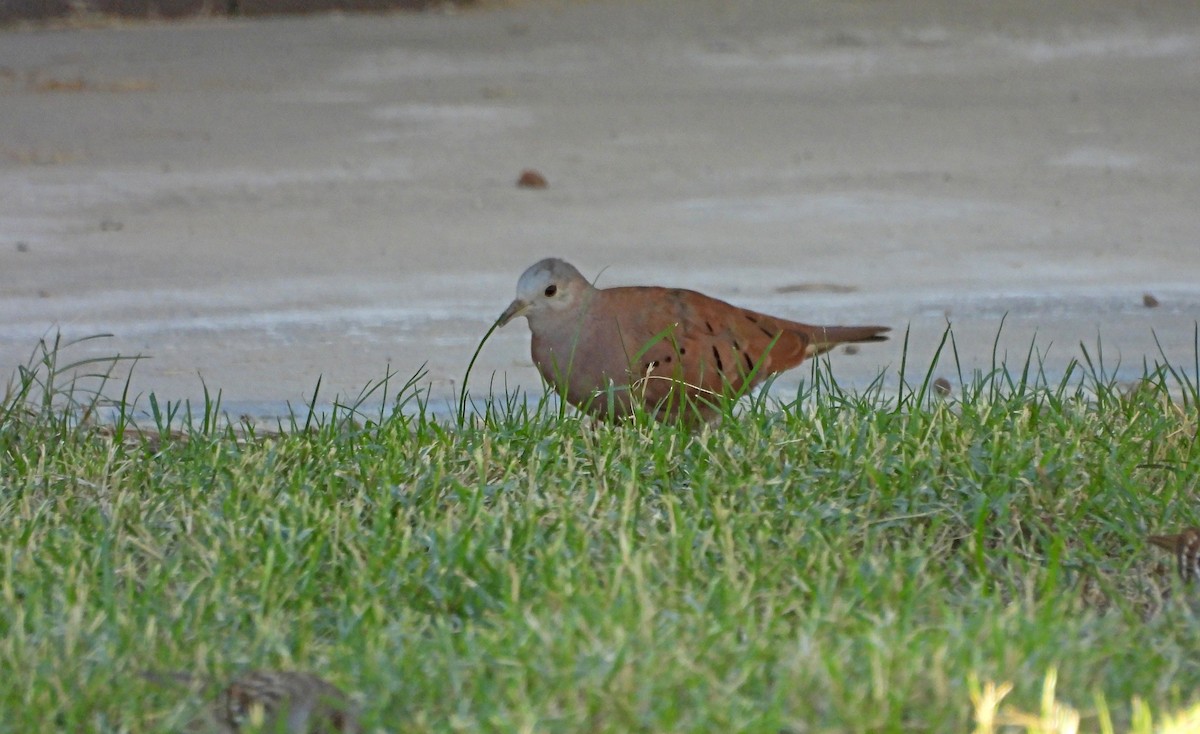 Ruddy Ground Dove - ML646759127