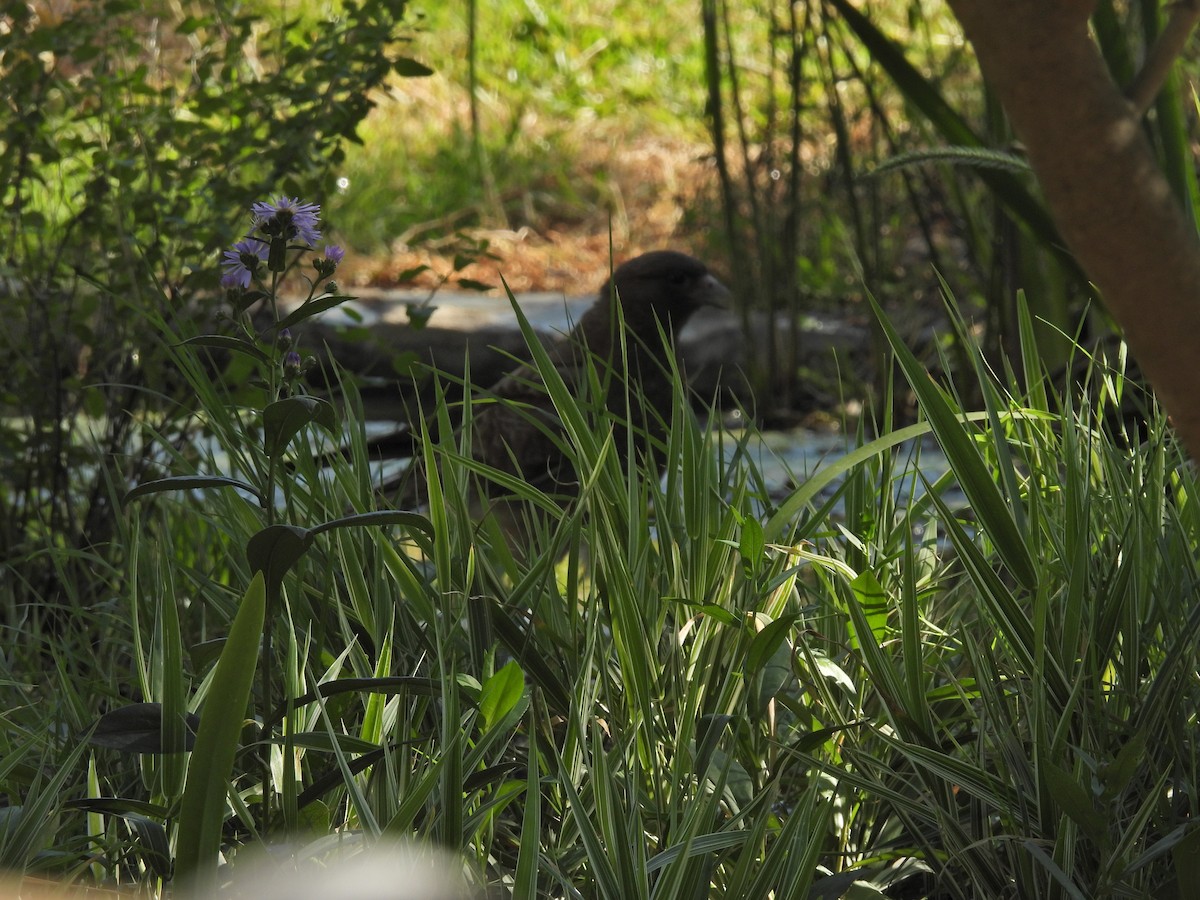 チマンゴカラカラ - ML646759129