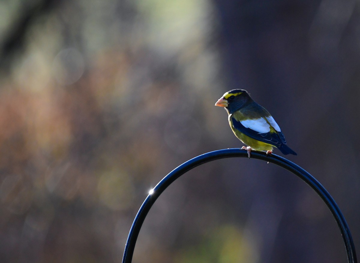 Evening Grosbeak - ML646759139