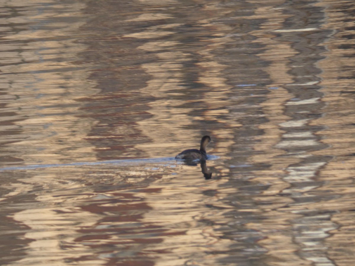 Little Grebe - ML646759140