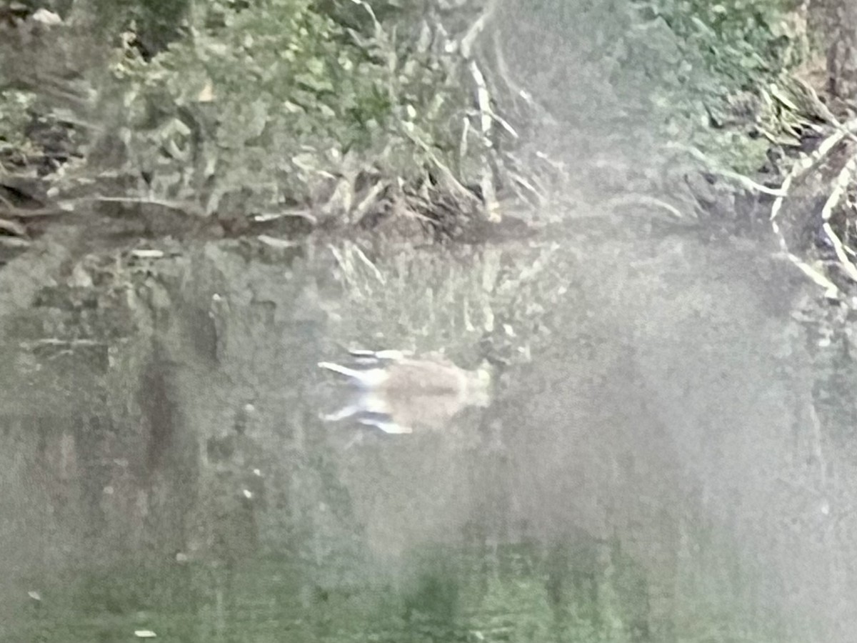 Northern Shoveler - ML646759142