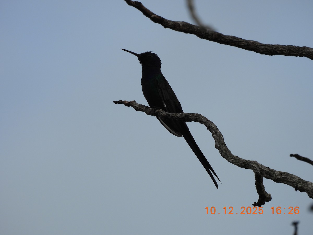 Swallow-tailed Hummingbird - ML646759143