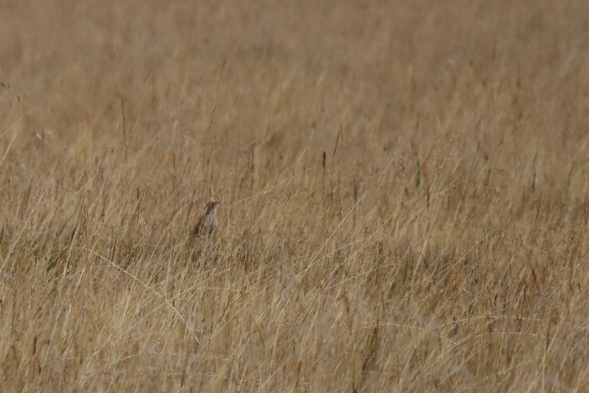 Paramo Pipit - ML646759144