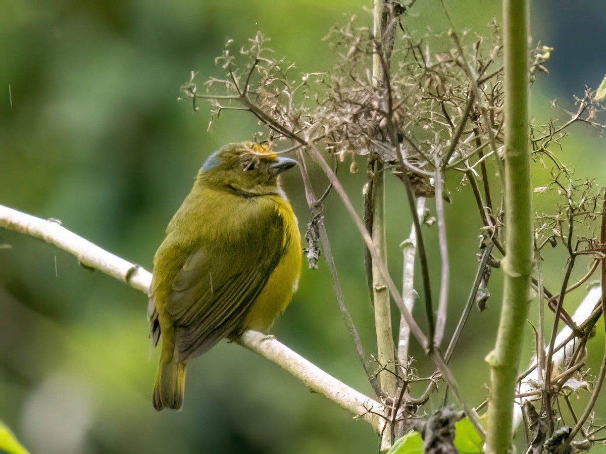 Orange-bellied Euphonia - ML646759147
