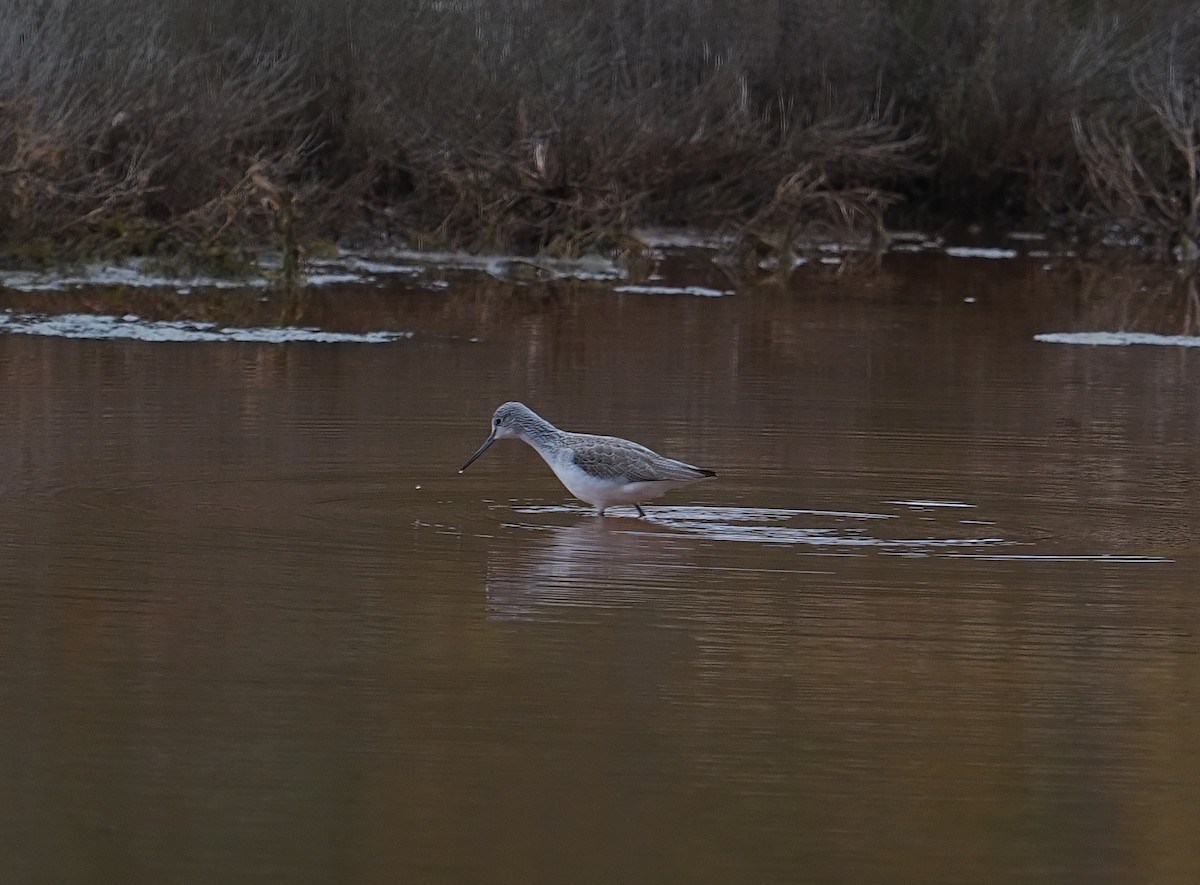 Коловодник великий - ML646759148