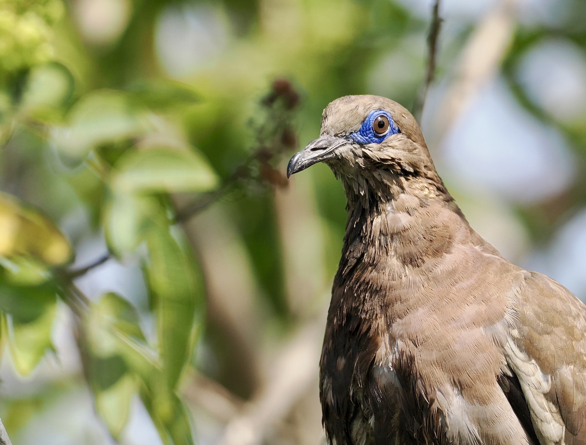 West Peruvian Dove - ML646759149