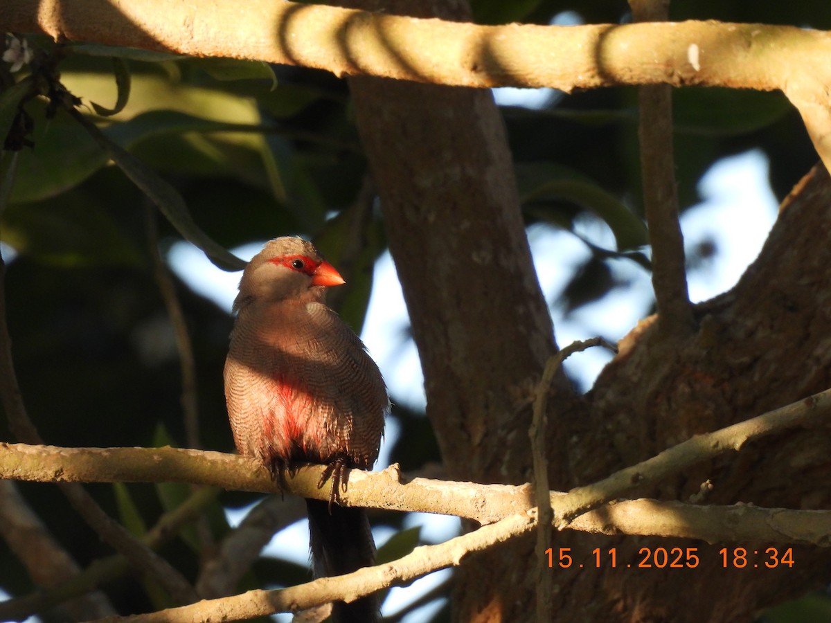 Common Waxbill - ML646759151