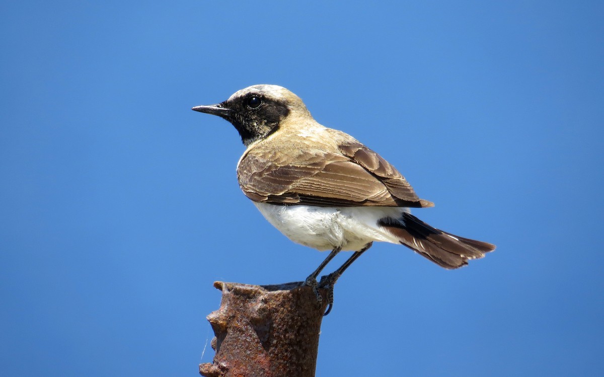 Eastern Black-eared Wheatear - ML646759153