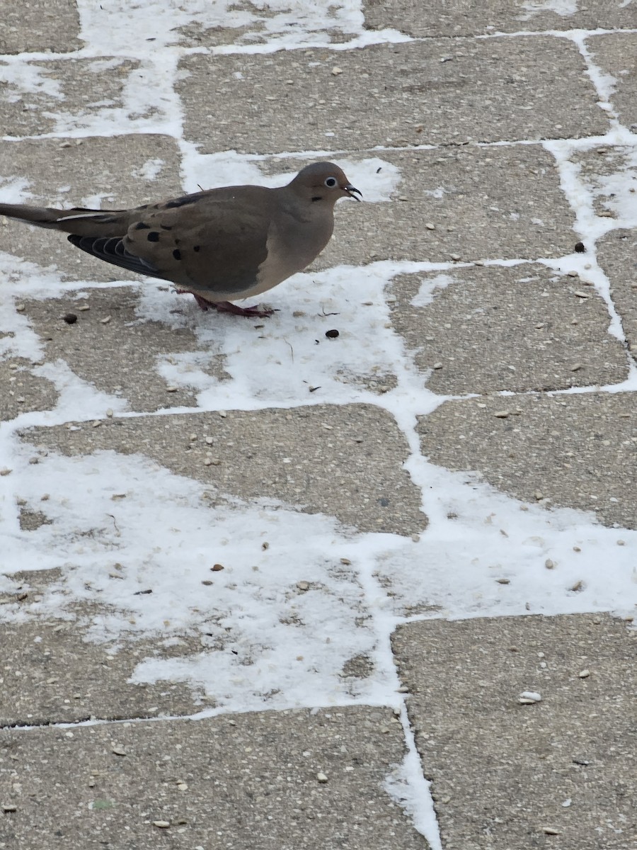 Mourning Dove - ML646759154