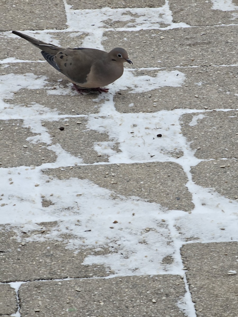 Mourning Dove - ML646759155