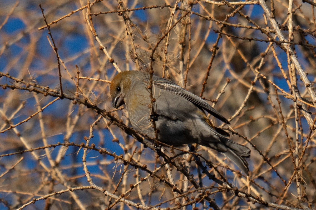 Hakengimpel - ML646759160