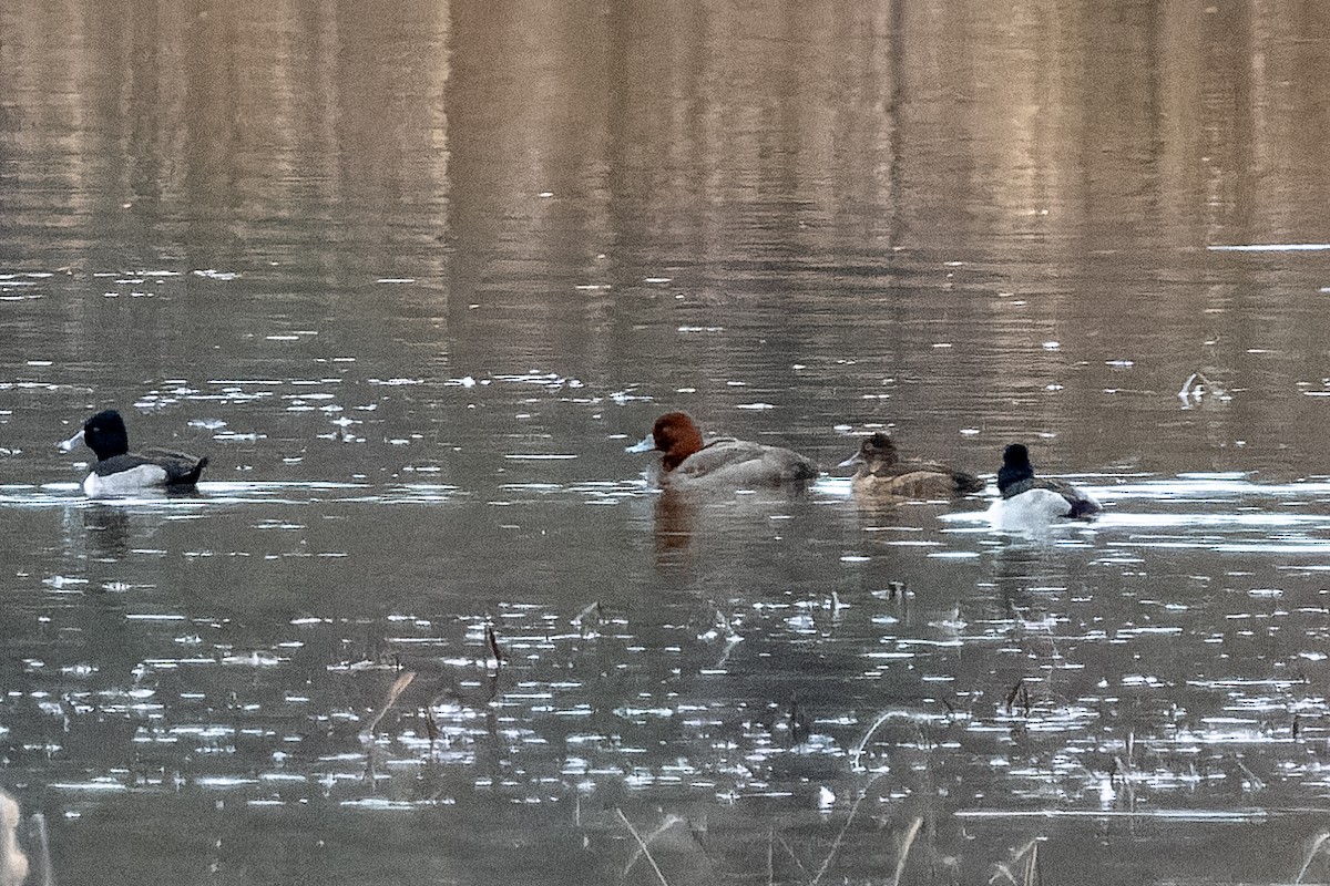 Redhead - ML646759162