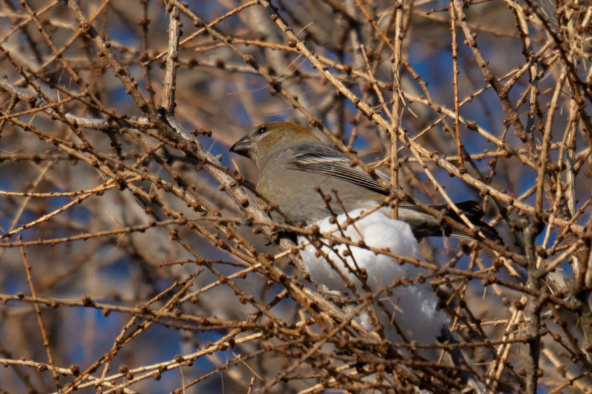 Hakengimpel - ML646759163