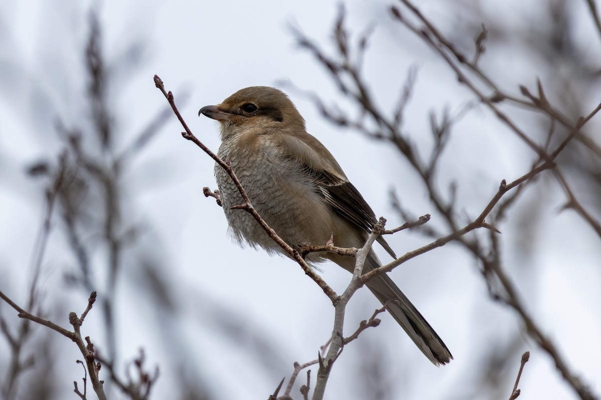 Northern Shrike - ML646759169
