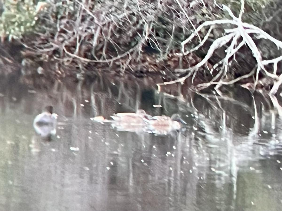 Northern Shoveler - ML646759170