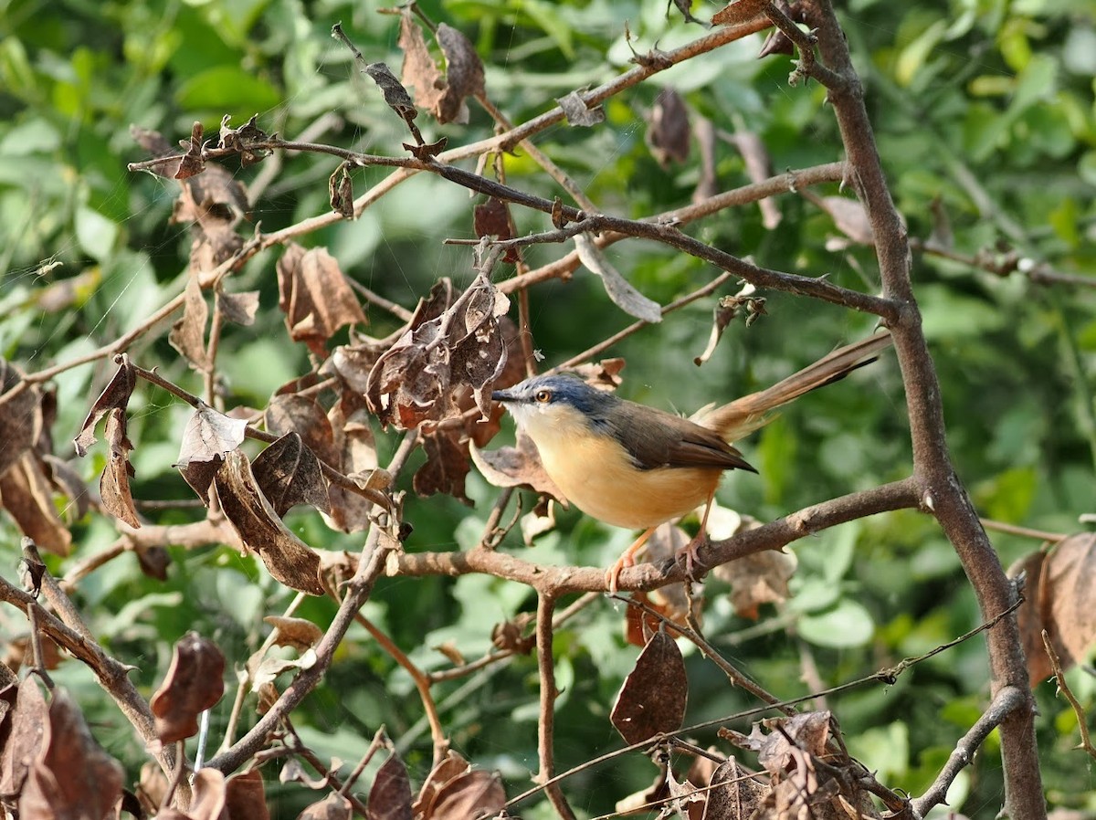 Ashy Prinia - ML646759171
