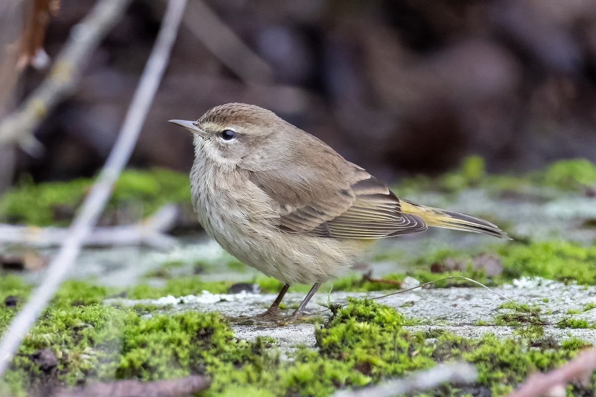 Palm Warbler - ML646759175