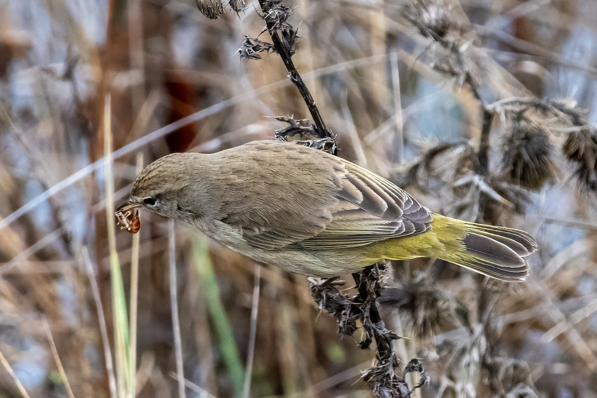 Palm Warbler - ML646759176