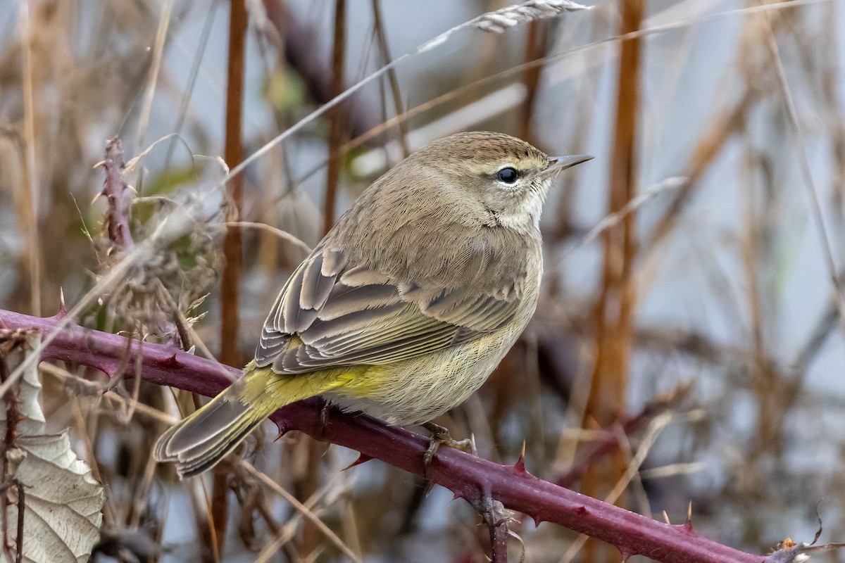 Palm Warbler - ML646759177