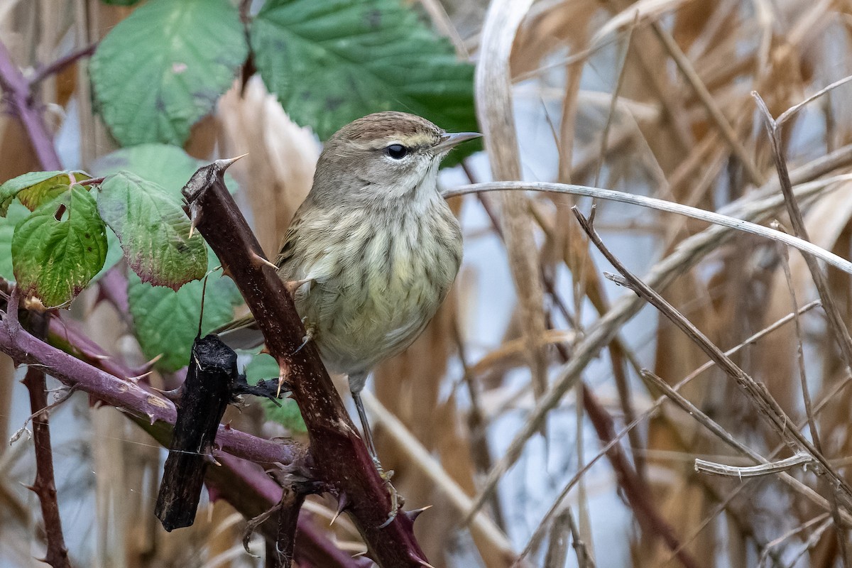 Palm Warbler - ML646759178