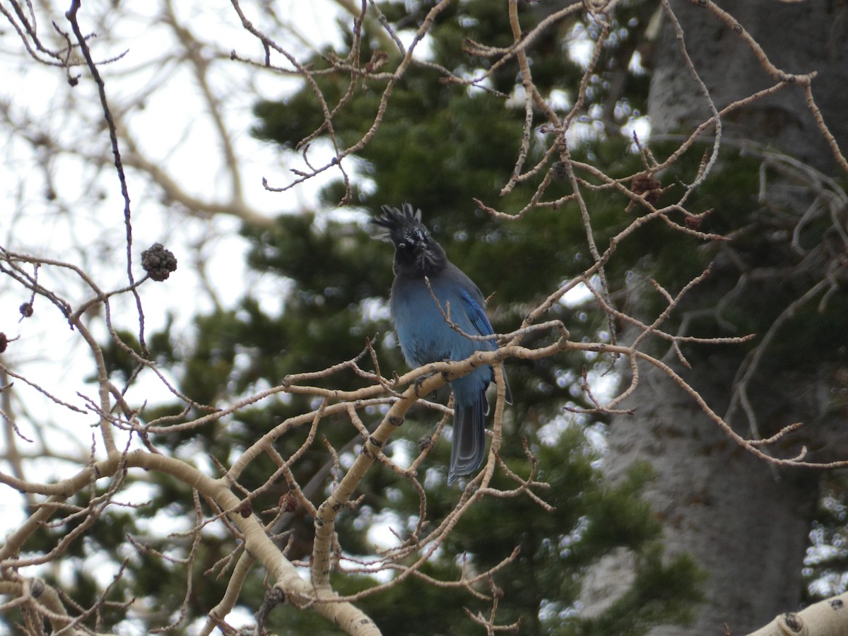 Steller's Jay (Southwest Interior) - ML646759179
