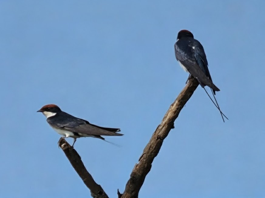 Wire-tailed Swallow - ML646759180